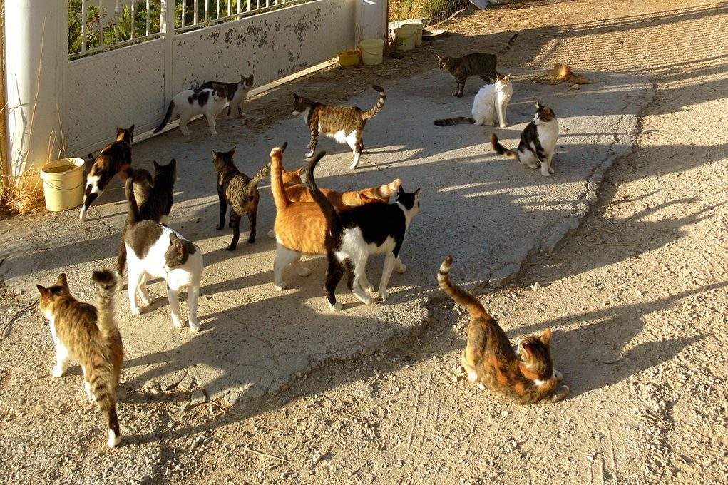 Idiom of the Week: Herding cats