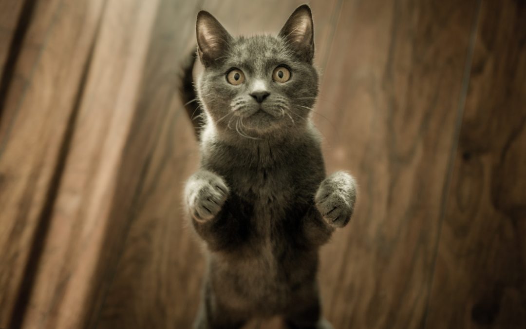 a grey cat standing upright on the ground, looking straight into the camera