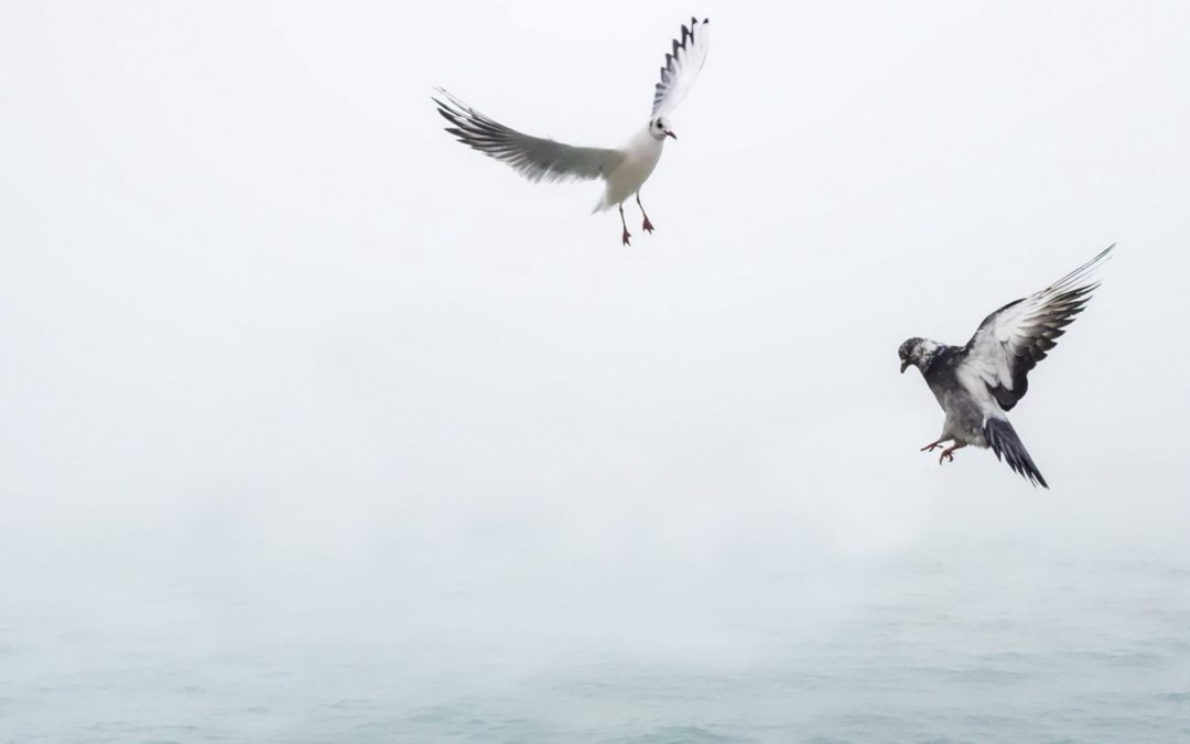 A pigeon and a seagull flying over water