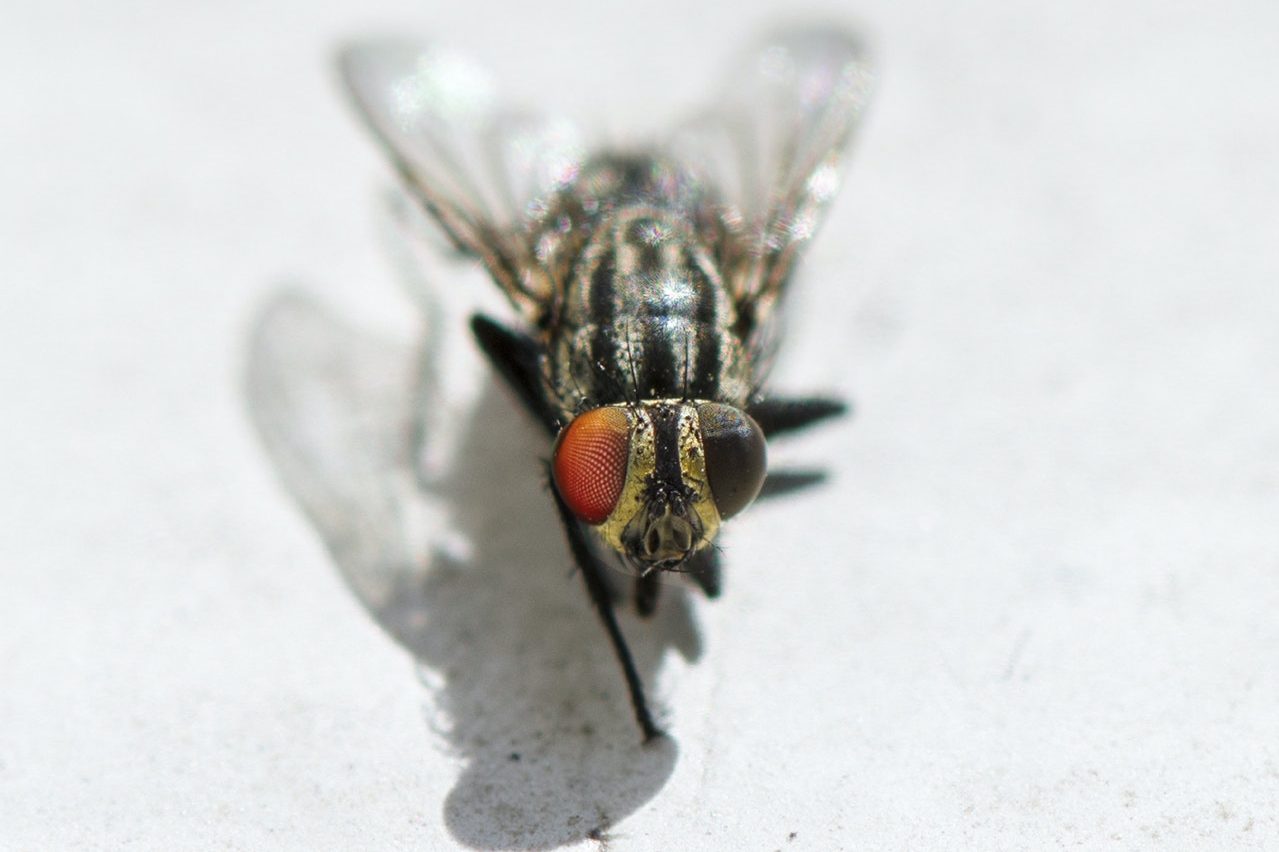 a fly on a wall