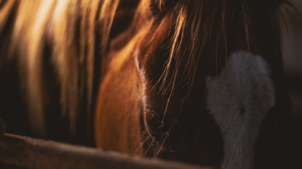 Idiom Of The Week Dark Horse Explorations In English Language Learning